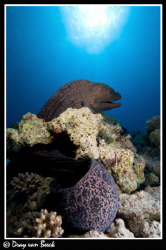 Giant Moray. by Dray Van Beeck 